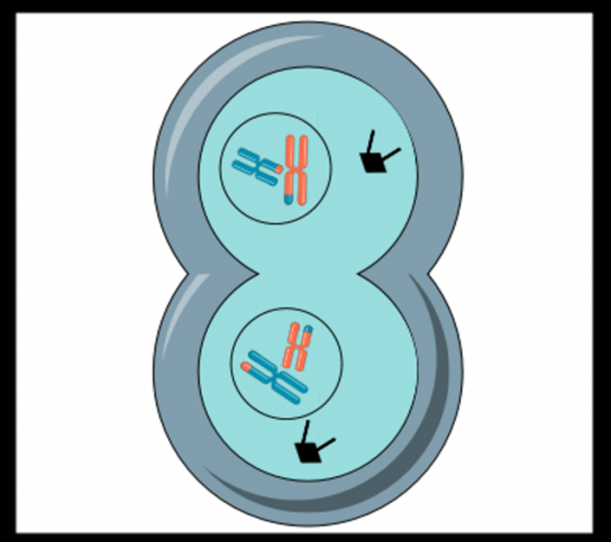 Мейоз &mdash; понятие, последовательность и особенности протекания процессов