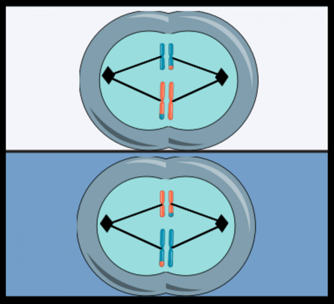 Мейоз &mdash; понятие, последовательность и особенности протекания процессов