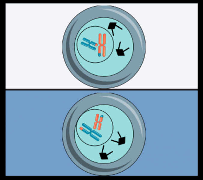 Мейоз &mdash; понятие, последовательность и особенности протекания процессов