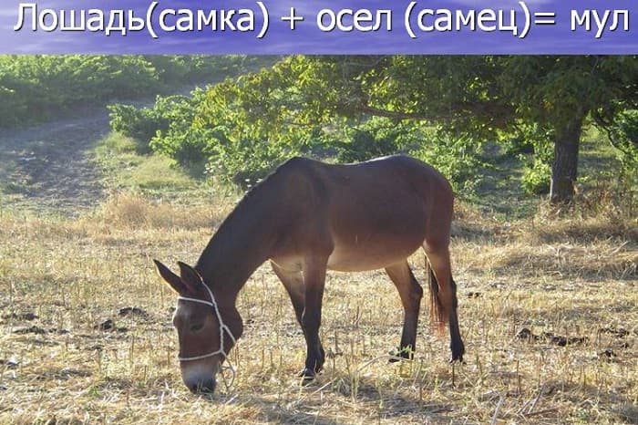 Методы селекции — понятие, виды и основные характеристики
