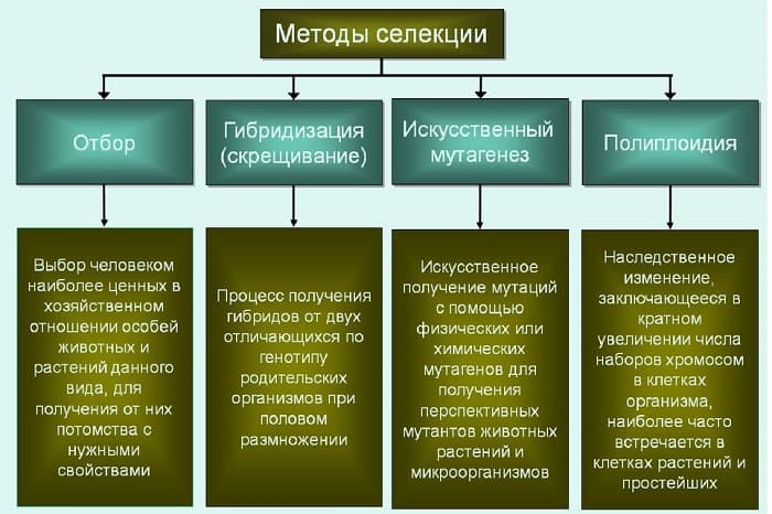 Методы селекции — понятие, виды и основные характеристики