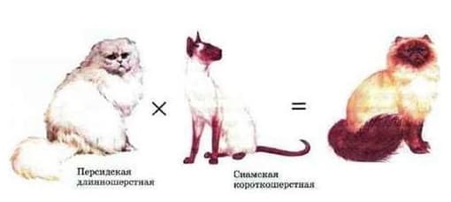 Методы селекции — понятие, виды и основные характеристики