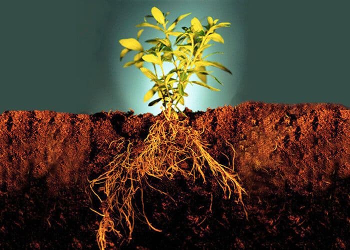 Минеральное питание растений и фотосинтез, корень и корневище как органы питания (6 класс)