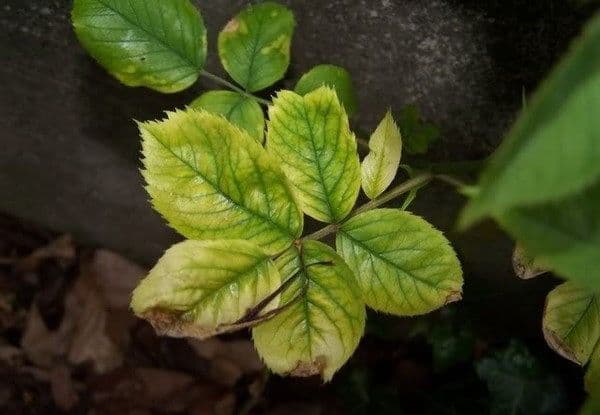 Минеральное питание растений и фотосинтез, корень и корневище как органы питания (6 класс)