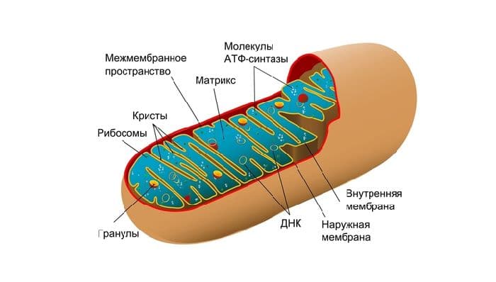 Митохондрии – процесс дыхания, системы биоcинтеза белка (9 класс, биология)