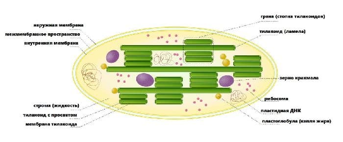 Митохондрии – процесс дыхания, системы биоcинтеза белка (9 класс, биология)