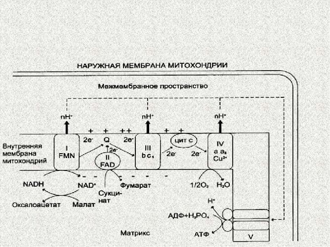 Митохондрии – процесс дыхания, системы биоcинтеза белка (9 класс, биология)