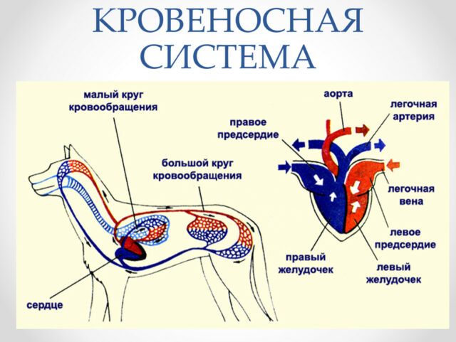 Млекопитающие животные &ndash; кто это, виды, список и примеры (7 класс, биология)