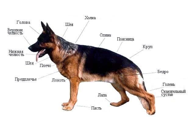 Млекопитающие животные – список и описание отрядов