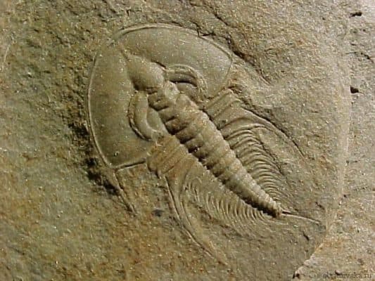 Многообразие членистоногих на Земле, тип и классы, разнообразие представителей