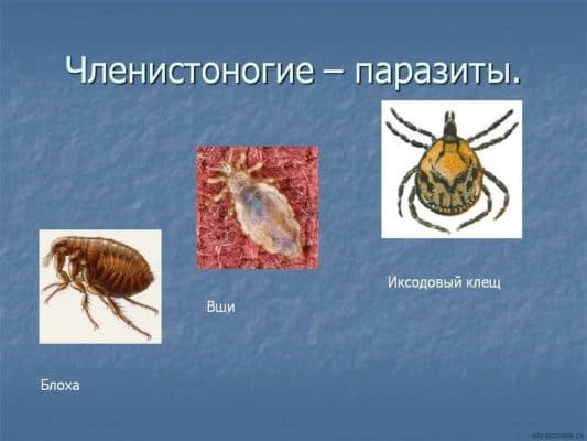 Многообразие членистоногих на Земле, тип и классы, разнообразие представителей