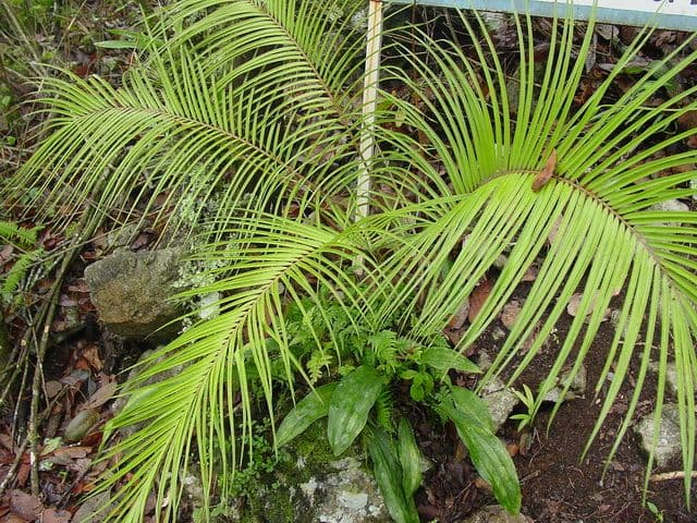 Многообразие голосеменных растений, таблица разнообразия