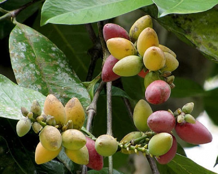 Многообразие голосеменных растений, таблица разнообразия