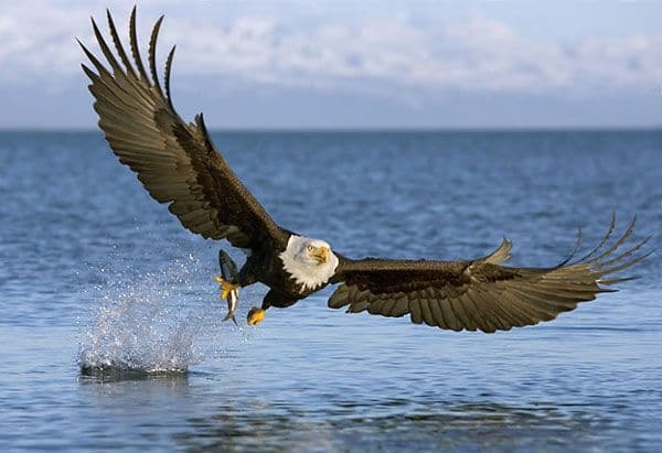 Многообразие птиц и их значение в таблице (7 класс, биология)