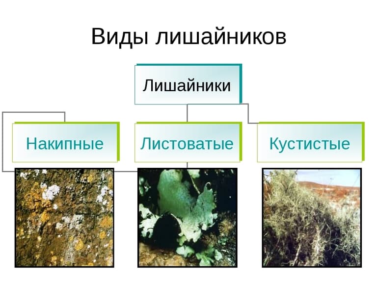 Многообразие растений — значение в природе и жизни человека