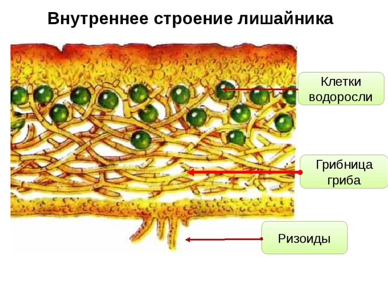 Многообразие растений — значение в природе и жизни человека