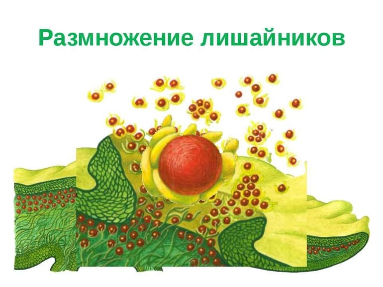 Многообразие растений — значение в природе и жизни человека
