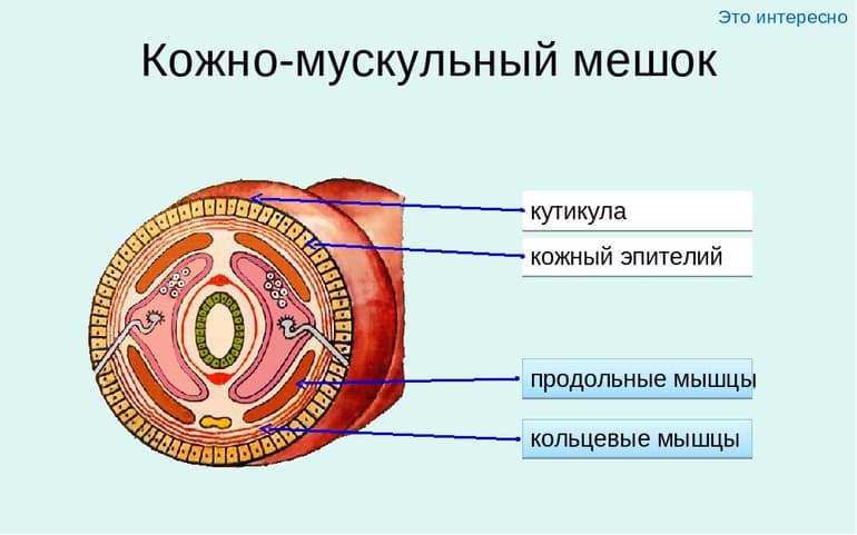 Многощетинковые черви &mdash; характеристика, строение и образ жизни представителей
