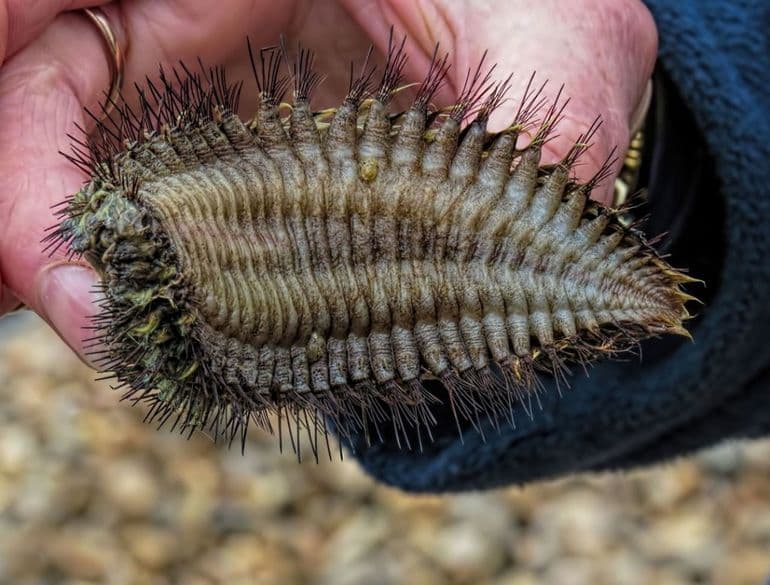 Многощетинковые черви &mdash; характеристика, строение и образ жизни представителей