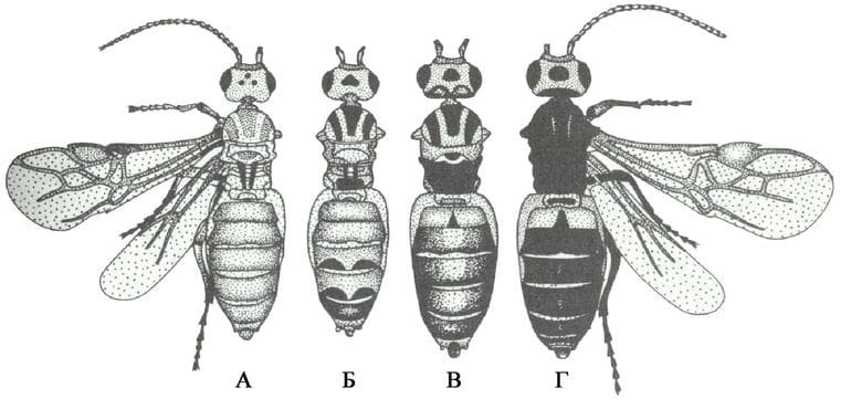 Модификационная изменчивость &mdash; характеристика, свойства, медицинское значение