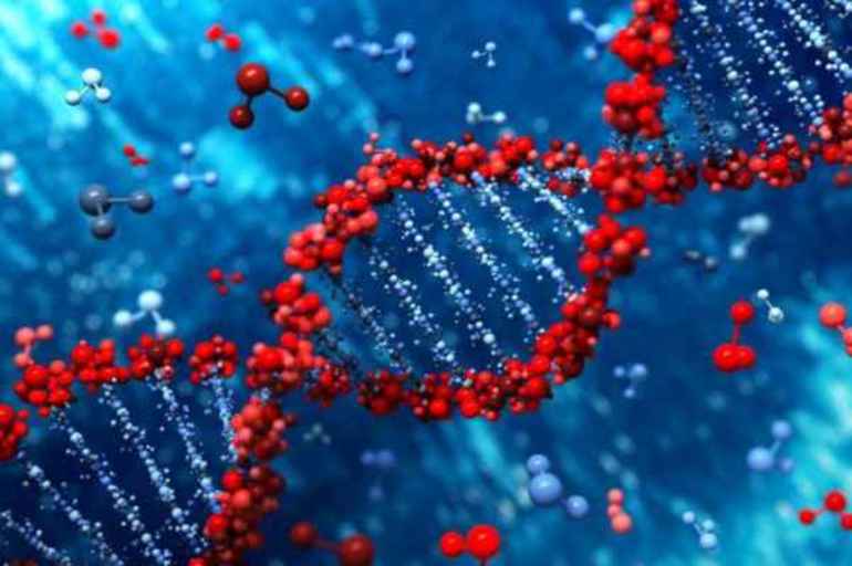 Модификационная изменчивость &mdash; характеристика, свойства, медицинское значение