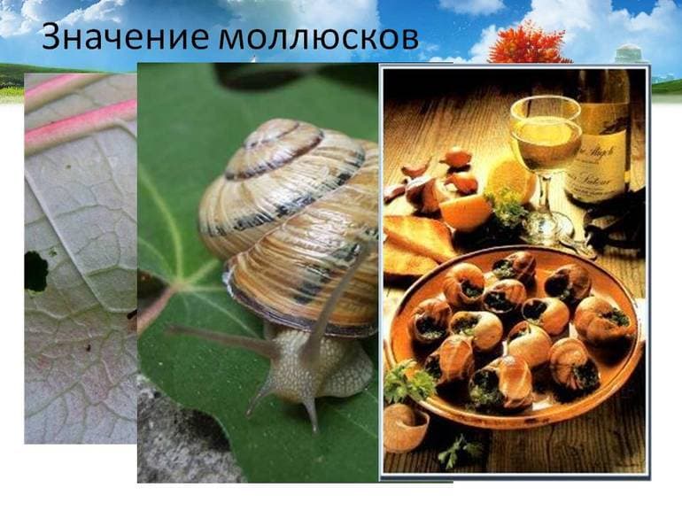 Моллюски &mdash; классификация типа, внешнее и внутреннее строение