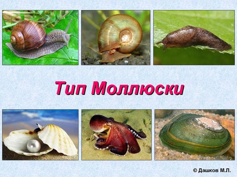 Моллюски &mdash; классификация типа, внешнее и внутреннее строение