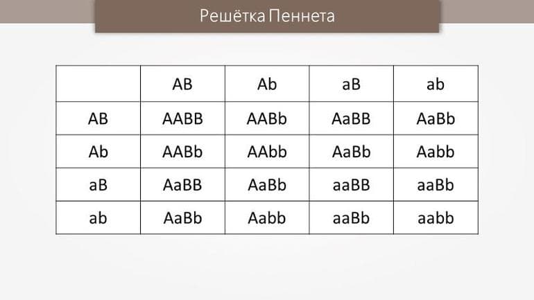 Моногибридное скрещивание &mdash; основные понятия, закономерности, задачи