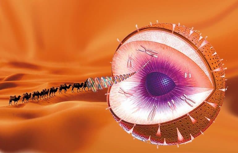 Моногибридное скрещивание &mdash; основные понятия, закономерности, задачи