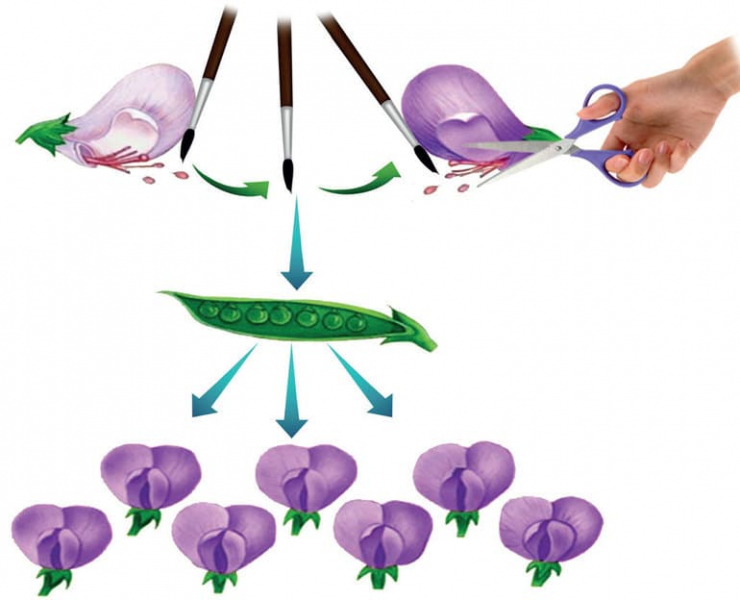 Моногибридное скрещивание &mdash; основные понятия, закономерности, задачи