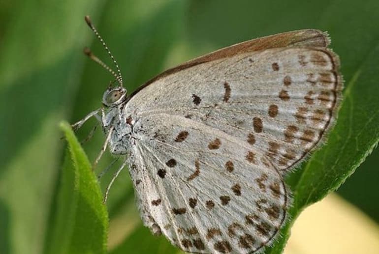 Мутации в биологии &mdash; причины появления, классификация и роль в эволюции