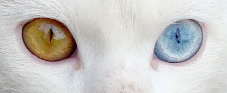 Мутации в биологии &mdash; причины появления, классификация и роль в эволюции