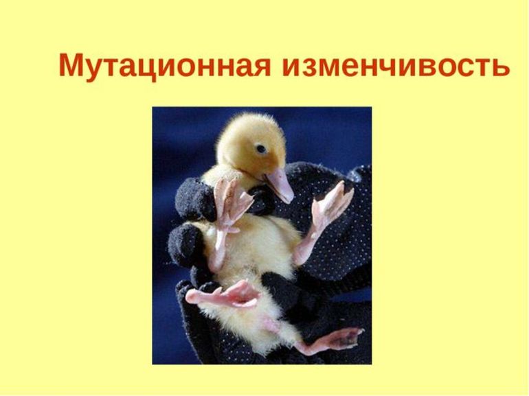 Мутационная изменчивость — виды, классификация и примеры