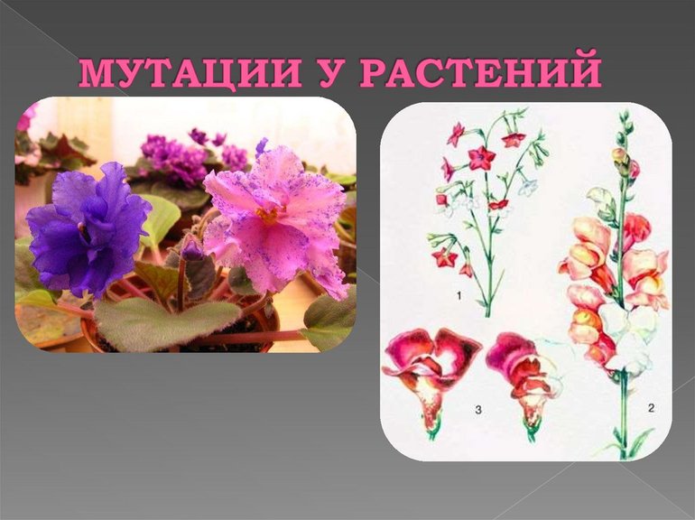 Мутационная изменчивость — виды, классификация и примеры