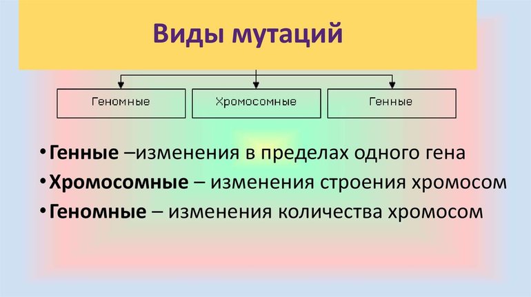 Мутационная изменчивость — виды, классификация и примеры