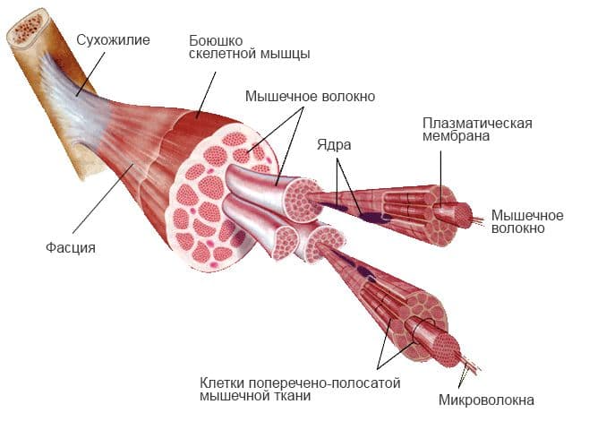 Мышцы &ndash; строение в таблице (биология, 8 класс)
