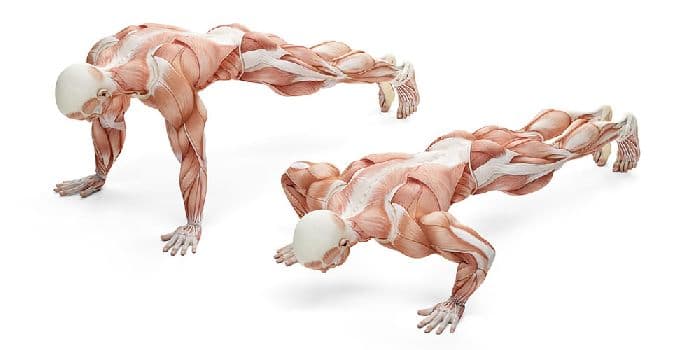 Мышцы &ndash; строение в таблице (биология, 8 класс)