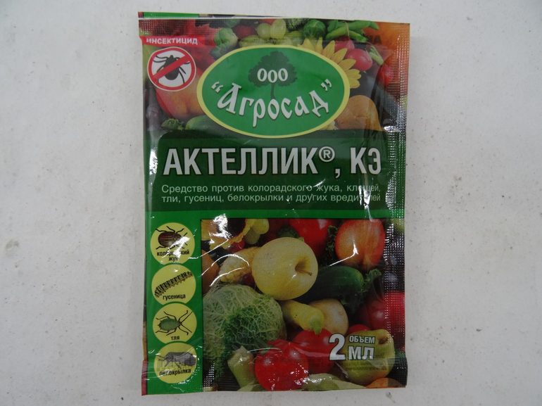 Насекомые-вредители — виды, описание и меры борьбы