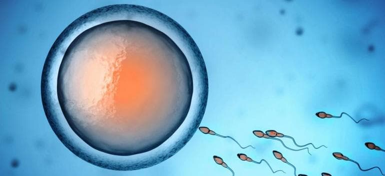 Наследственная изменчивость: виды, примеры и роль в эволюции