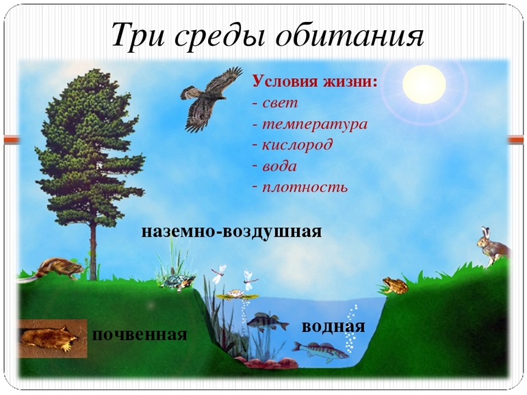 Наземно-воздушная среда обитания — характеристика, особенности и признаки представителей