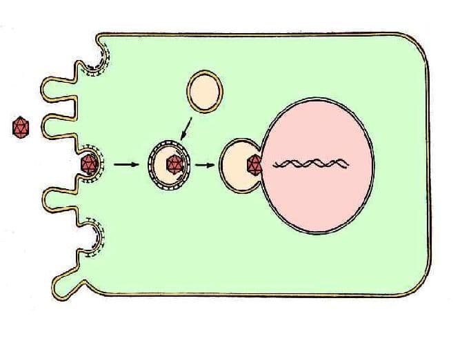 Неклеточная форма жизни – вирусы и клетки, особенности строения