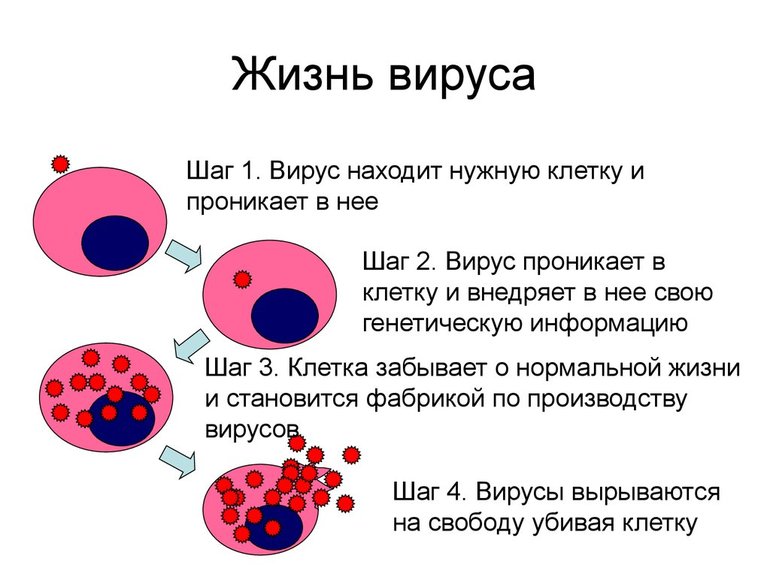 Неклеточные формы жизни — строение, свойства и взаимодействие с клеткой