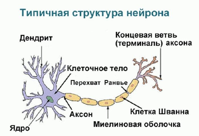 Нервная система человека – строение и функции, особенности
