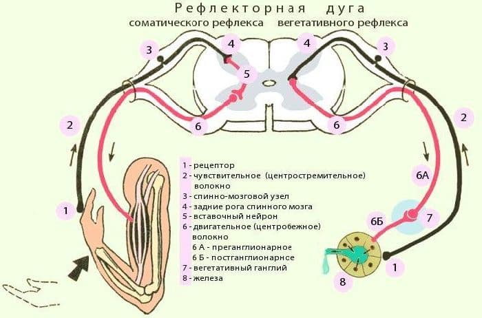 Нервная система человека – строение и функции, особенности