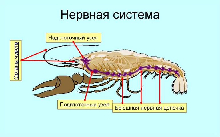 Нервная система членистоногих — характеристика, особенности строения и признаки