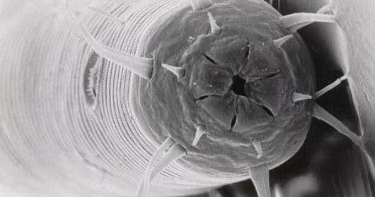 Нервная система круглых червей – основной орган