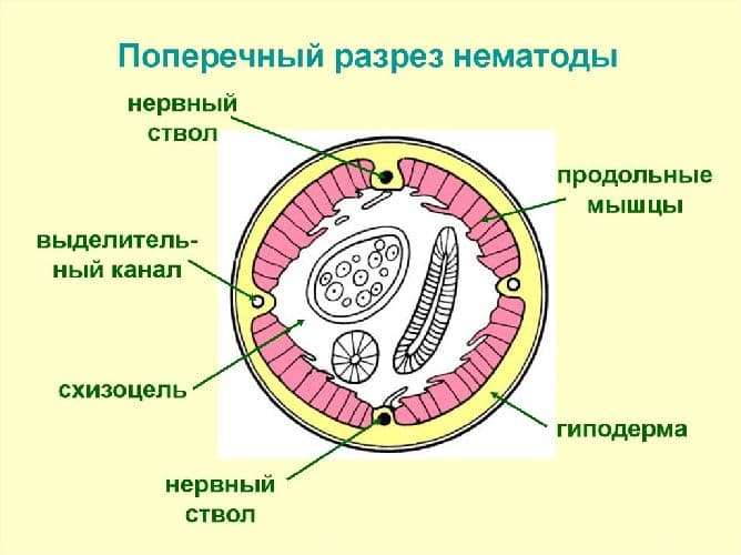 Нервная система круглых червей – основной орган