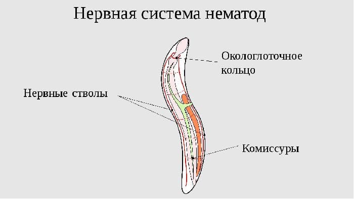 Нервная система круглых червей – основной орган