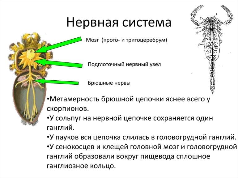 Нервная система паукообразных — описание и особенности строения