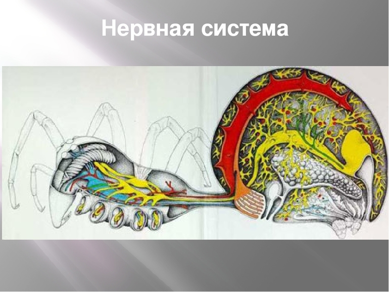Нервная система паукообразных — описание и особенности строения